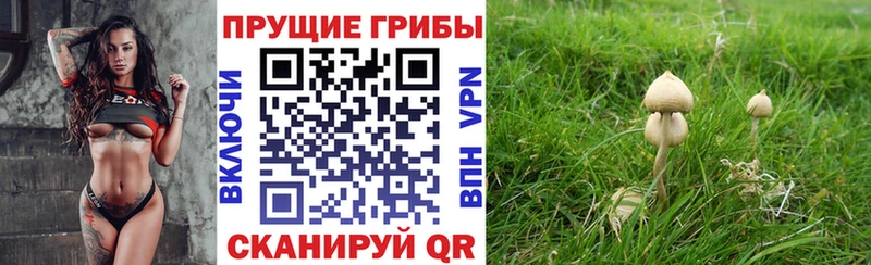 закладка  Иваново  Галлюциногенные грибы GOLDEN TEACHER 